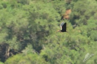Ibis skalni 3869